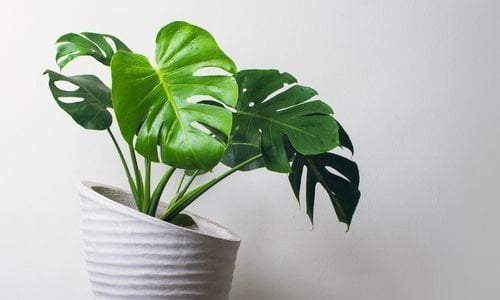 Deve Tabanı Monstera Çiçeği Bakımı