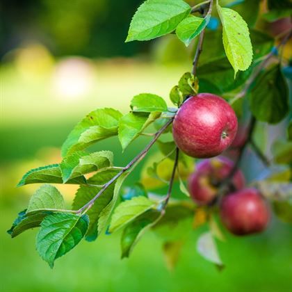 Elma Fidanı Kaç Yılda Meyve Verir