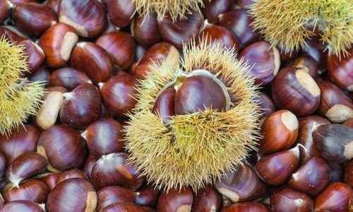 Erfelek Kestane Fidanı Özellikleri