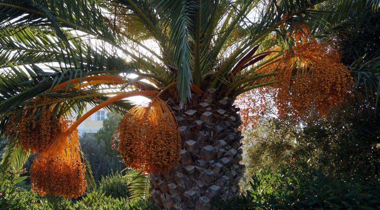 Fenix Palmiye Ağacı Fiyatları
