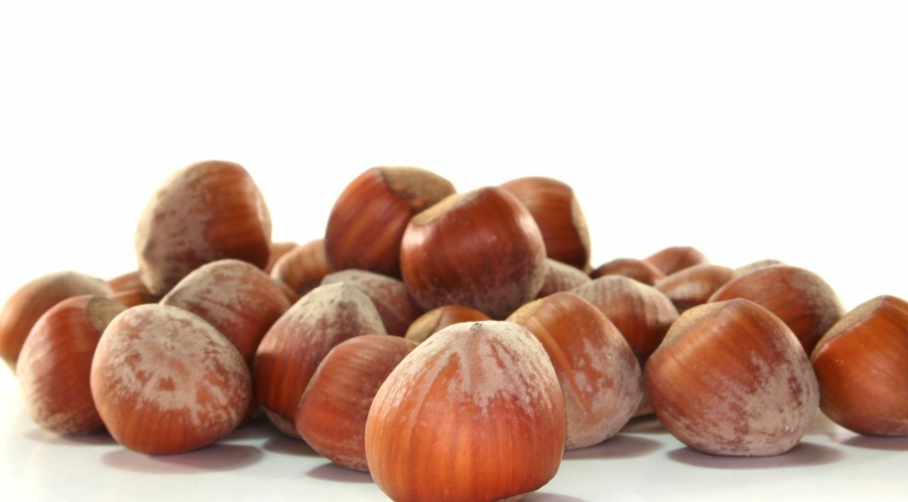 Ordu Çakıldak Fındık Özellikleri