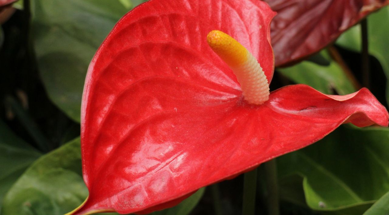 Flamingo Çiçeği Su İsteği