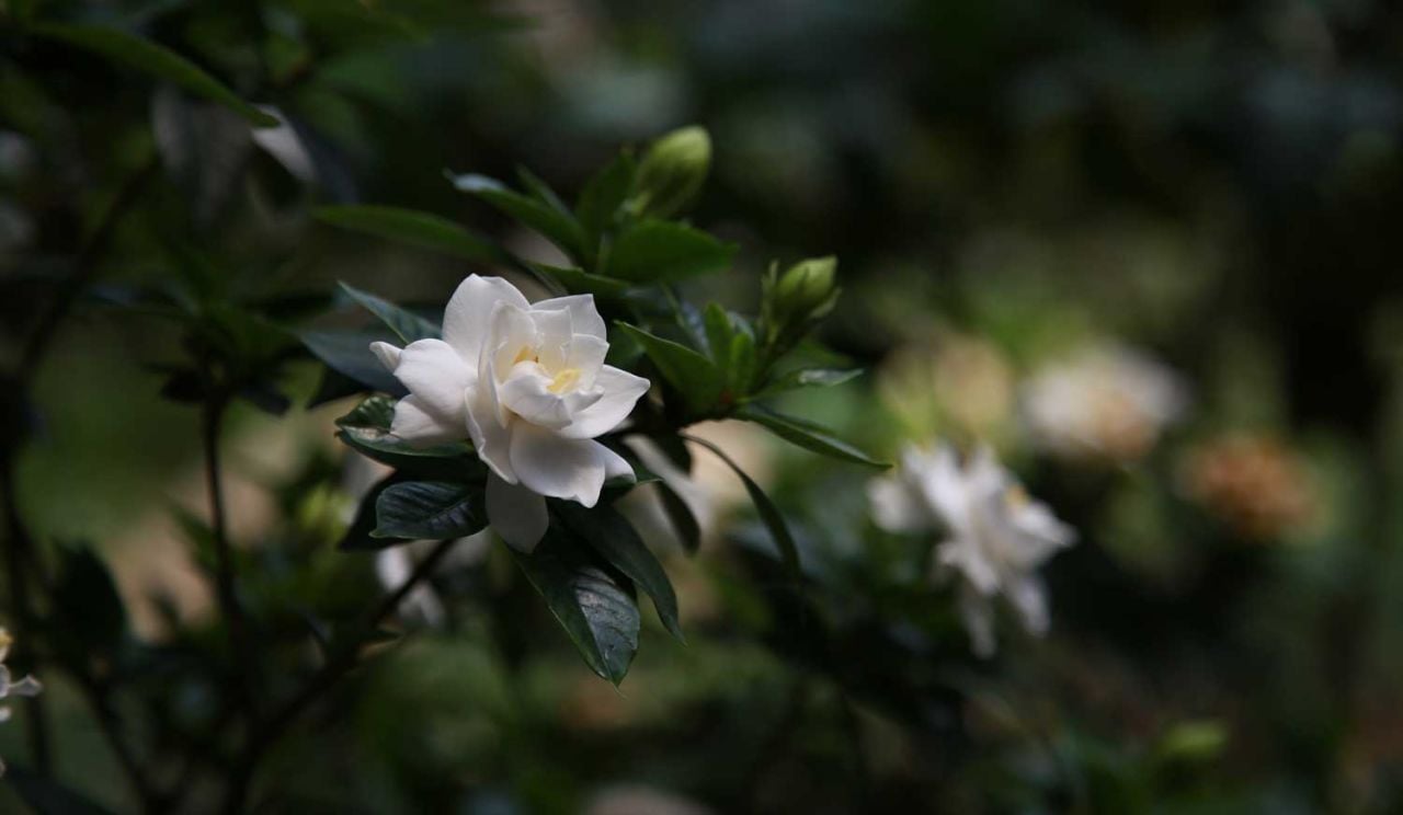 Gardenya Çiçeğinin Bakımı Nasıl Yapılmalıdır