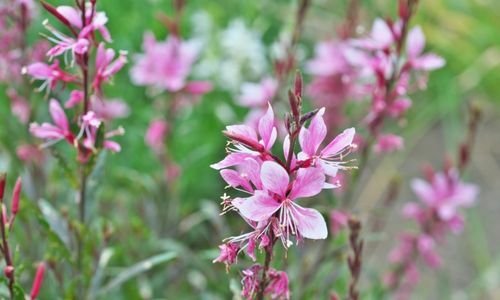 Gaura Çiçeği Bakımı