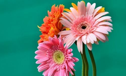 Gerbera Çiçeği Çeşitleri