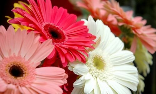 Gerbera Çiçeği Fiyatı