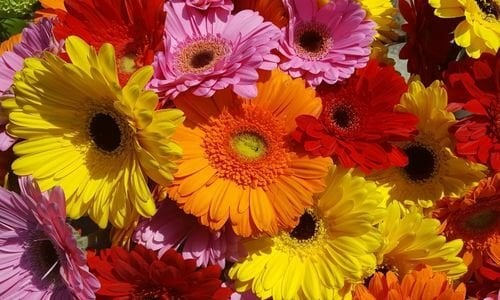 Gerbera Çiçeği Satışı