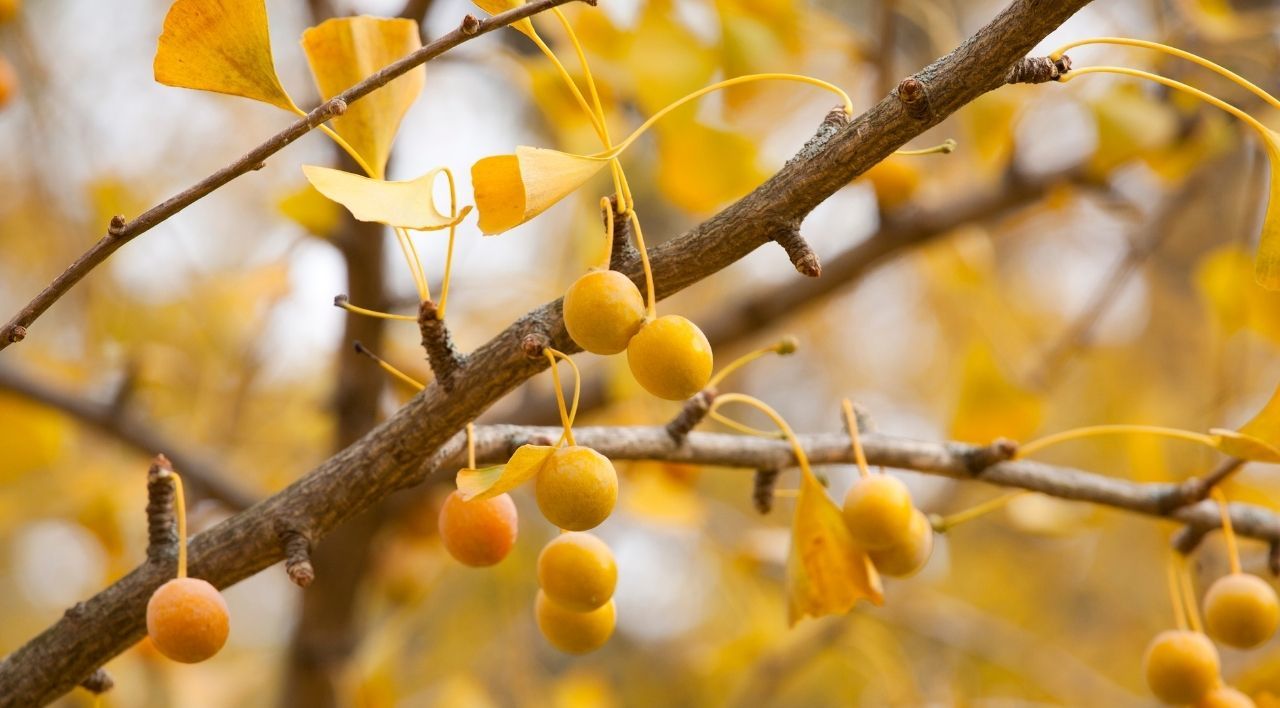 Ginkgo Biloba Ağacı Bakımı
