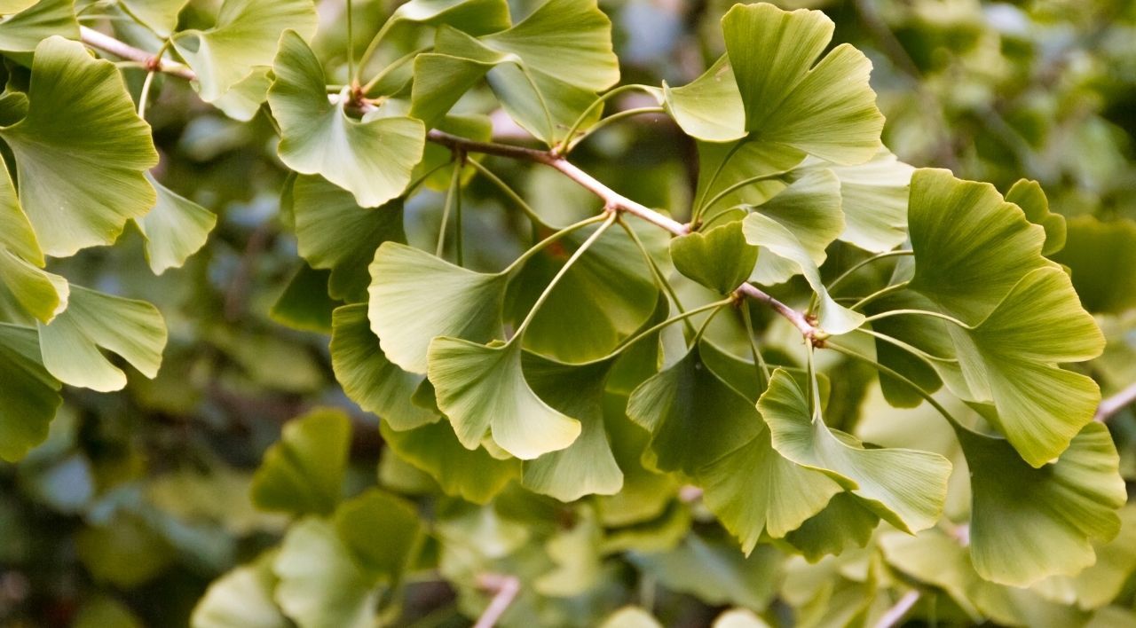 Ginkgo Biloba Ağacı Fiyatı
