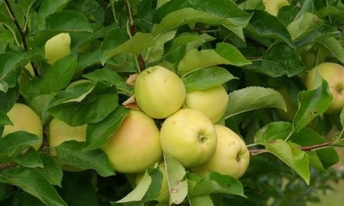 Aşılı Golden Elma Fidanı Bakımı