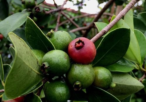 Guava Fidanı Fiyatı