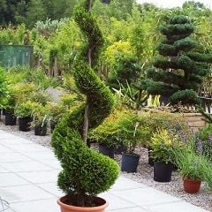 Spiral Limon Servi Satışı