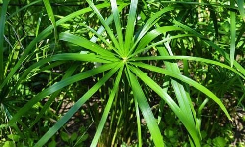 Japon Şemsiyesi Çiçeği Özellikleri