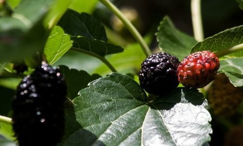 Ekşi Kara Dut Fidanı Bakımı