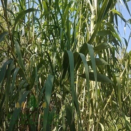 Kargı Kamışı Çeşitleri