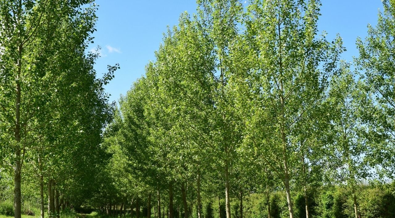 Kavak Fidanı Çeşitleri