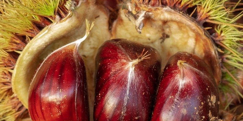 Kestane Fidanı Satışı