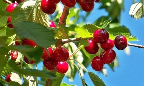 0900 Ziraat Kiraz Fidanı Özellikleri