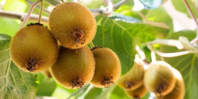 Tüplü Dişi Kivi Fidanı Bakımı