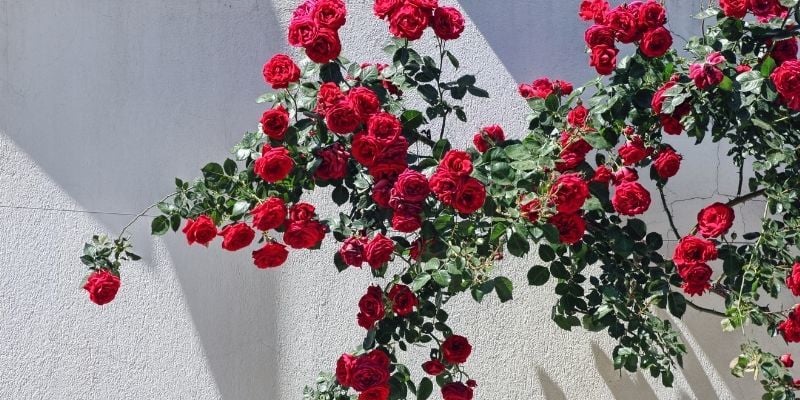 Kokulu Çardak Gülü Fiyatı