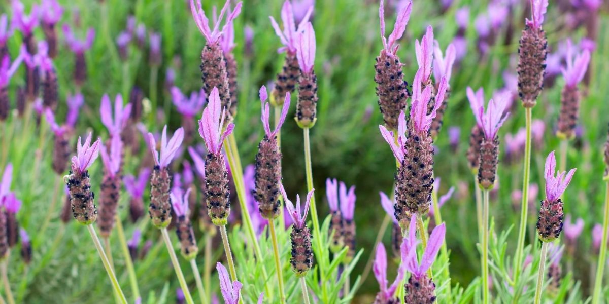 Lavandula Çiçeği Özellikleri