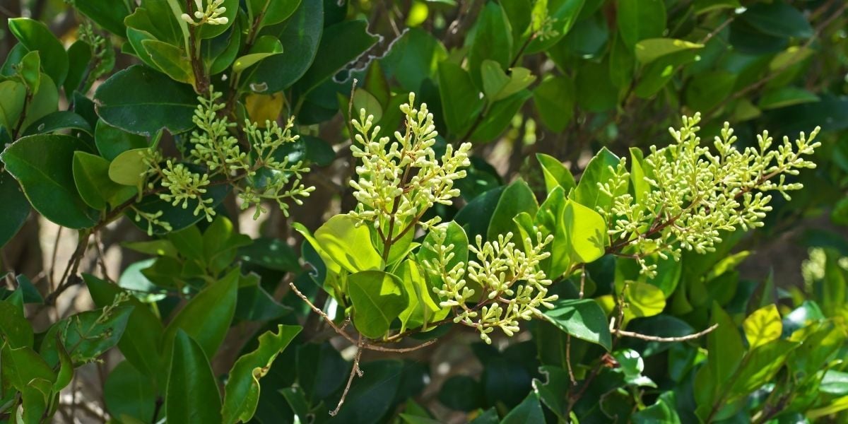 Ligustrum Bitkisi Bakımı