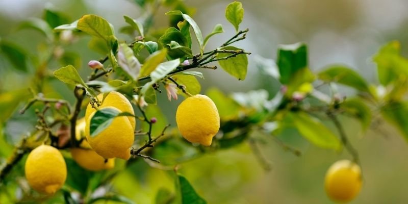 Limon Fidanı Bakımı