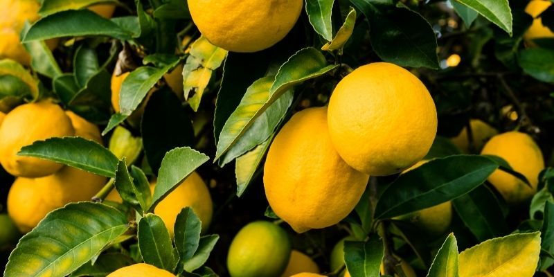 Limon Fidanı Özellikleri
