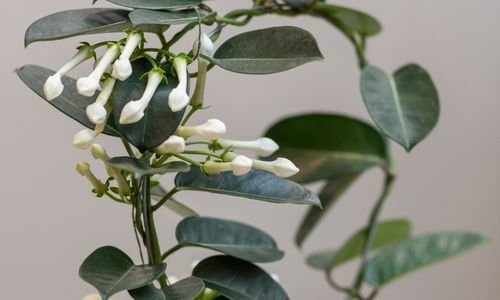 Madagaskar Yasemini Çiçeği Özellikleri
