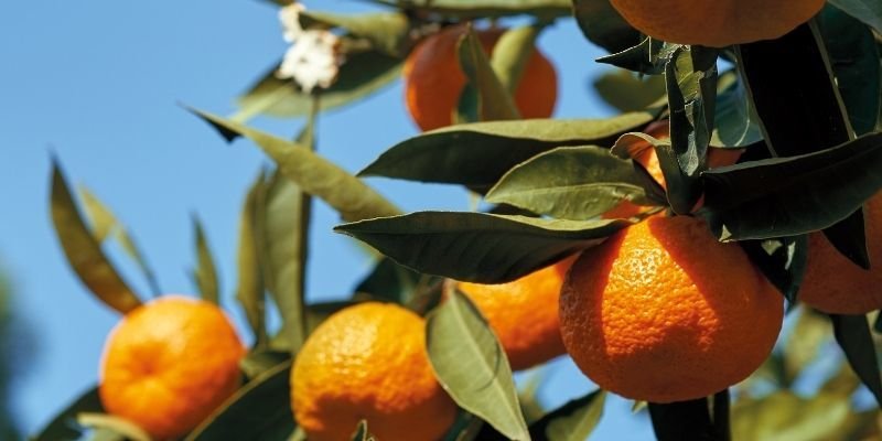 Mandalina Fidanı Bakımı