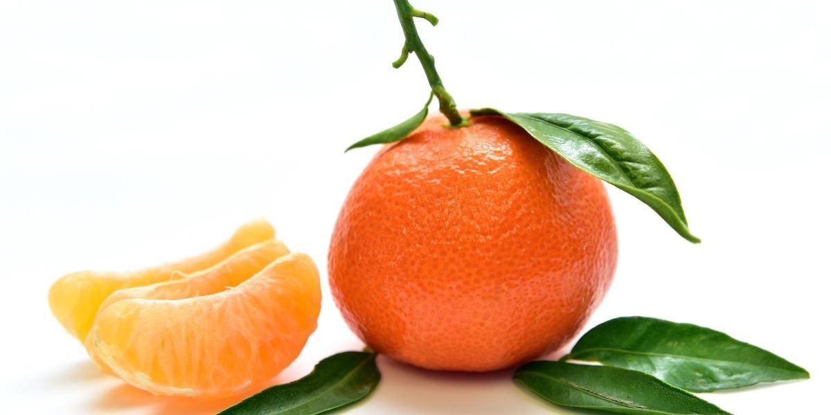 Mandalina Fidanı Fiyatları