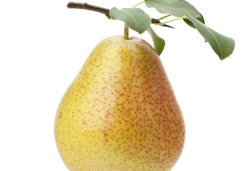 Margarit Armut Fidanı Çeşitleri