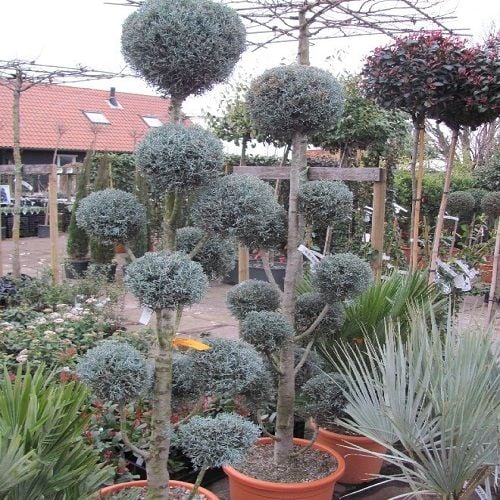 Ponpon Mavi Servi Ağacı Bakımı