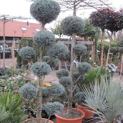 Ponpon Mavi Servi Çeşitleri
