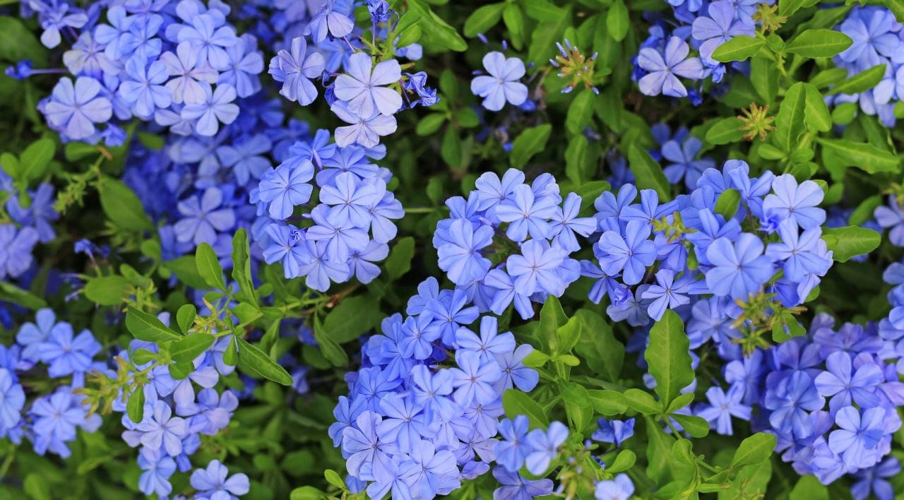 Mavi Yasemin Çiçeği Bakımı