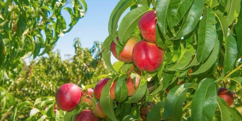 Nektarin Fidanı Çeşitleri