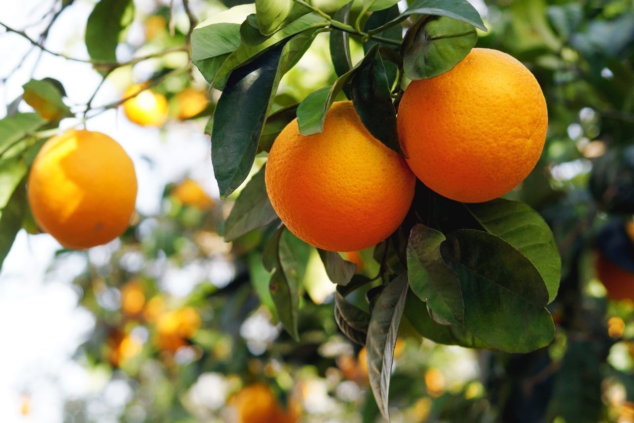 Portakal Fidanı Nasıl Yetiştirilir