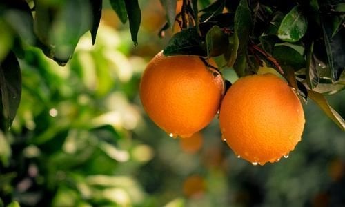 Washington Portakal Fidanı Çeşitleri