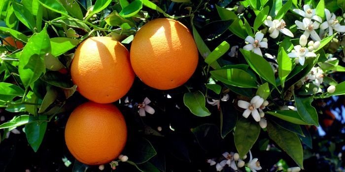 Portakal Fidanı Özellikleri