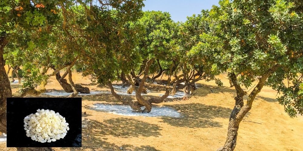 Aşılı Sakız Ağacı Yetiştiriciliği