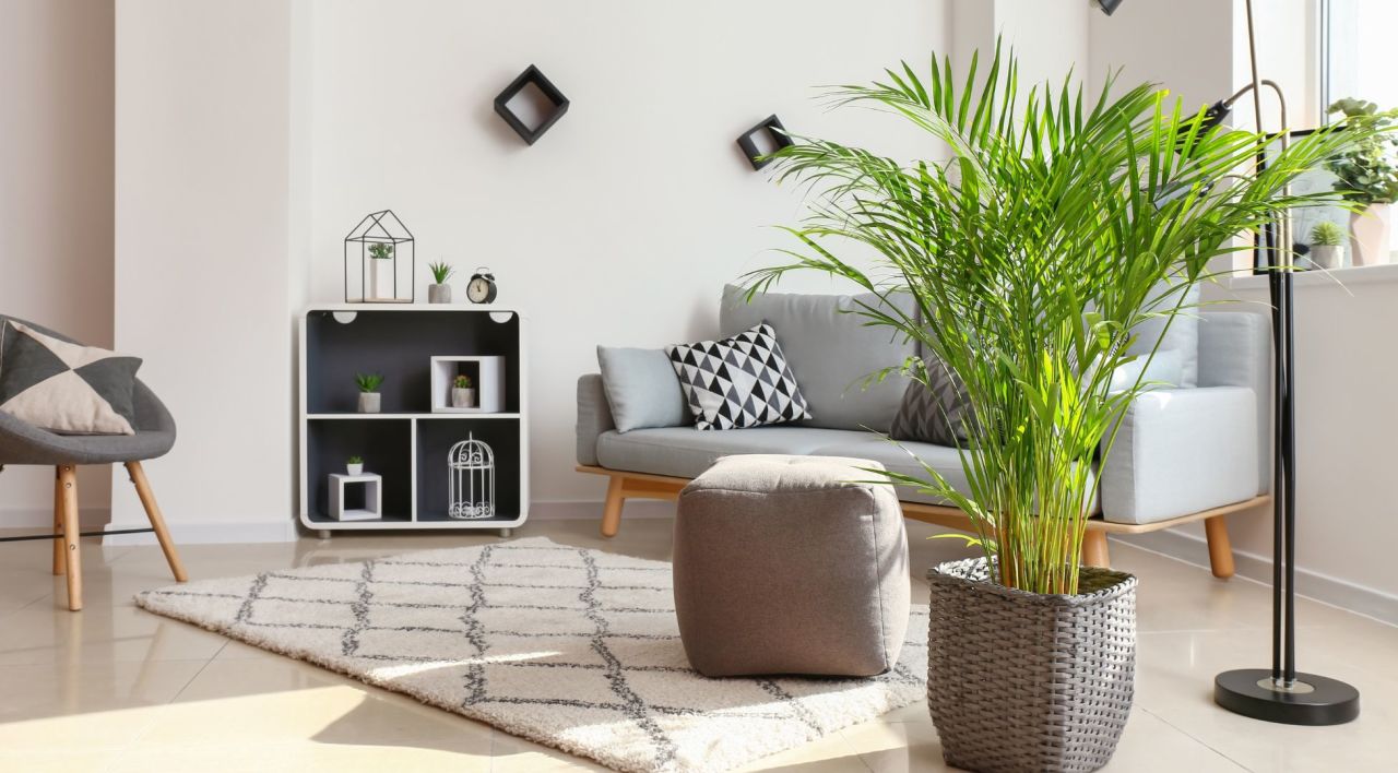 Salon Palmiyesi Bakımı