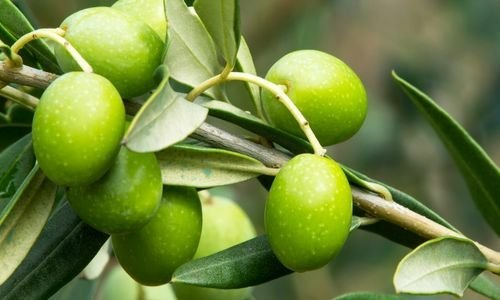Sarı Ulak Zeytin Fidanı Satışı