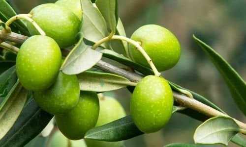 Sarı Ulak Zeytin Fidanı Çeşitleri