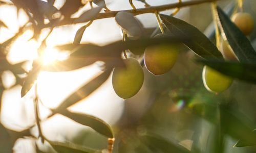 Sarı Ulak Zeytin Fidanı Özellikleri