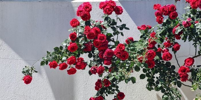Yediveren Çardak Gülü Satışı