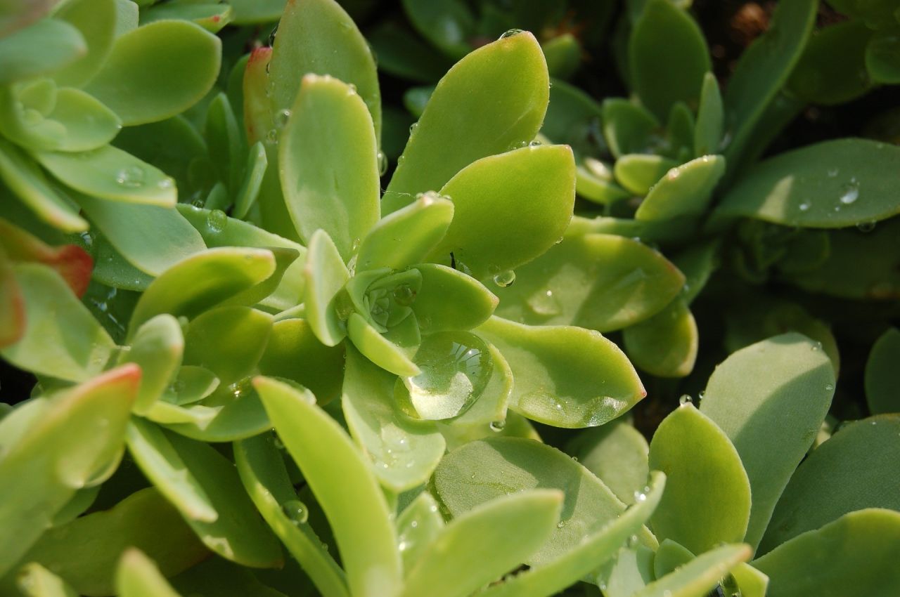 Sedum Palmeri Bakımı