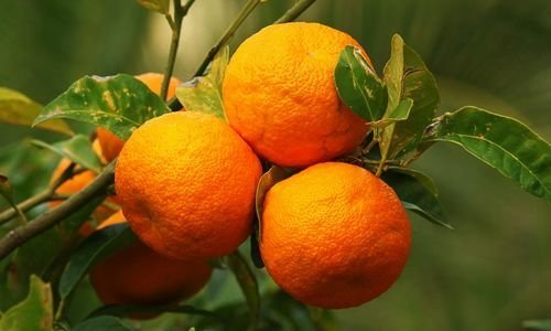 Turunç Fidanı Bakımı
