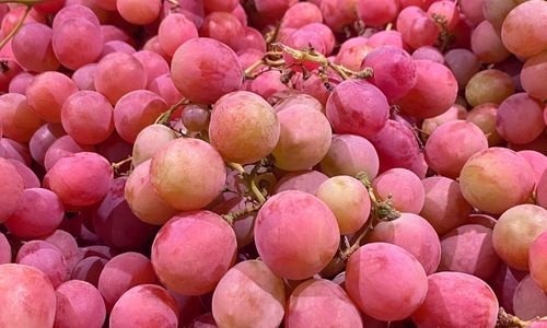 Silifke Çıtır Üzüm Fidanı Özellikleri