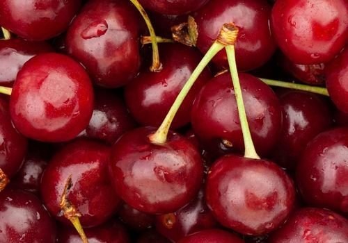 Vişnap Fidanı Satışı
