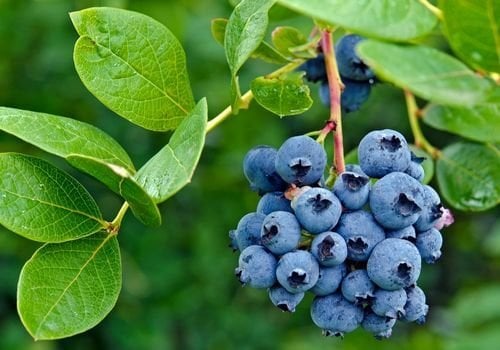Yaban Mersini Fidanı Özellikleri